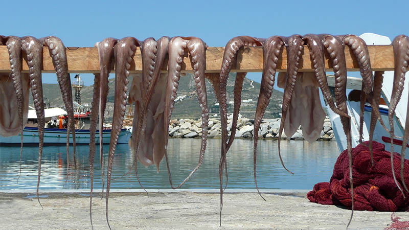 Octopus drying on a Greek Island