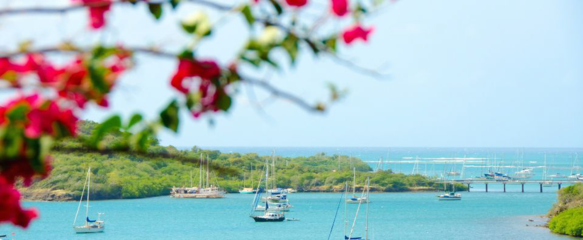 A scenic harbour in Grenada with sailboats gently anchored in turquoise waters, framed by vibrant red bougainvillaea blossoms