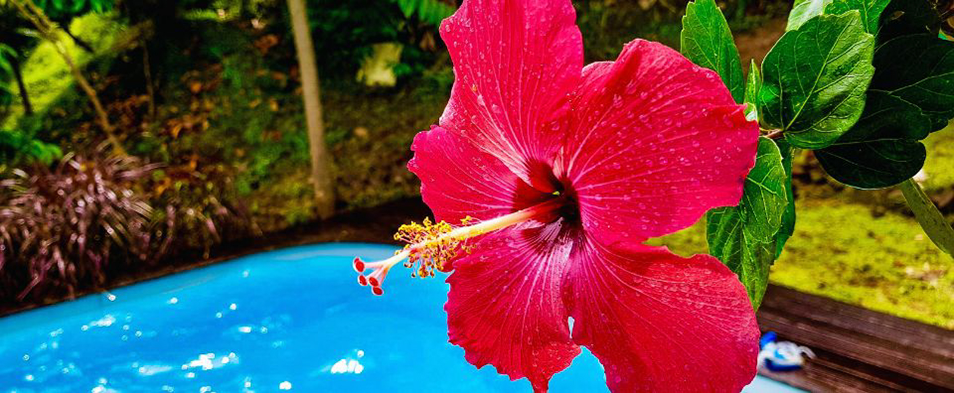 Bright hibiscus flower in Martinique near a tranquil pool, showcasing the natural beauty of Caribbean yacht charters