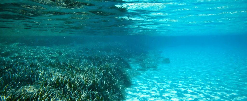 Underwater view of vibrant seagrass meadows in Greece, showcasing the natural beauty central to sustainable holidays in Greece.