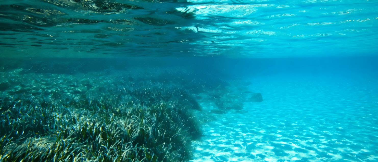 Underwater view of vibrant seagrass meadows in Greece, showcasing the natural beauty central to sustainable holidays in Greece.