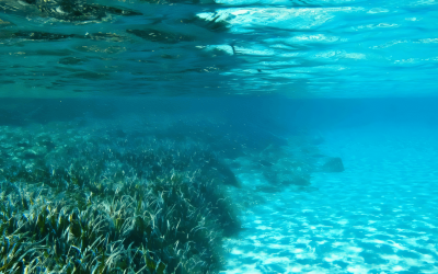 Underwater view of vibrant seagrass meadows in Greece, showcasing the natural beauty central to sustainable holidays in Greece.