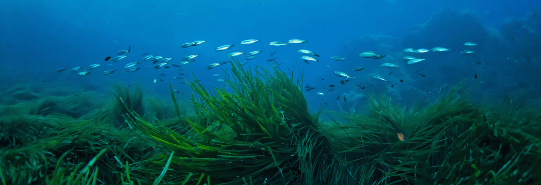 Fish swimming over a Posidonia seagrass meadow in Greek waters