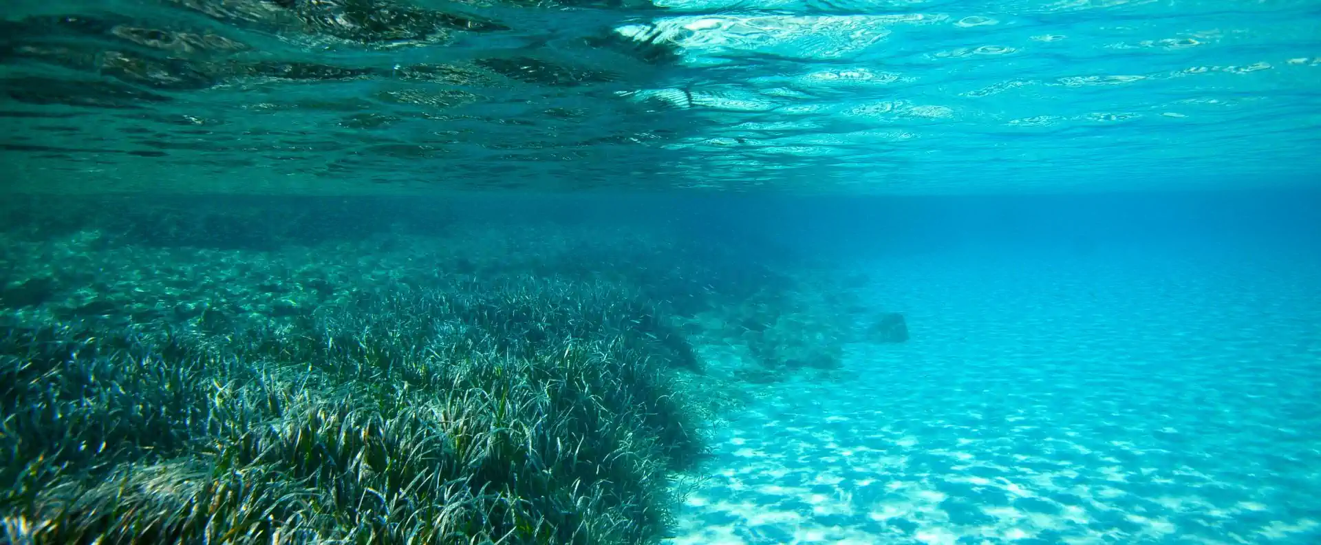 sailing blogs posidonia seagrass greece